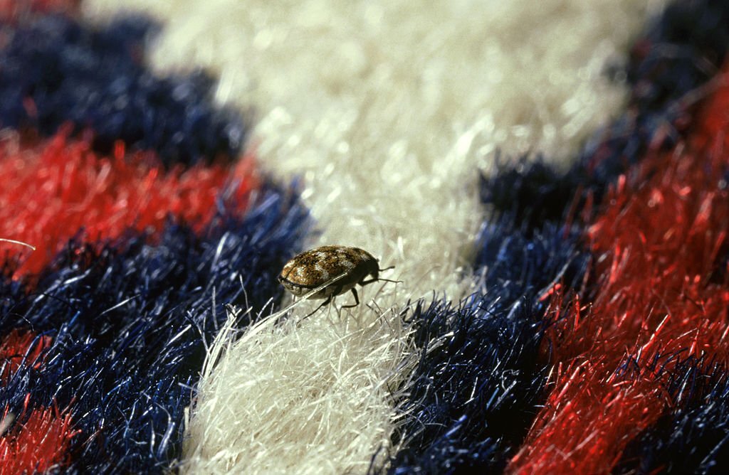 does lysol kill carpet beetles