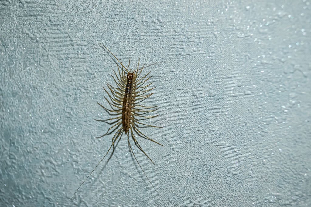 How To Keep Centipedes Out Of Your Bed